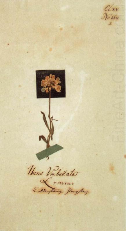 Johann Wolfgang von Goethe Herbarium sheet china oil painting image